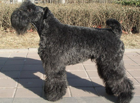 Introduction to the Kerry Blue Terrier